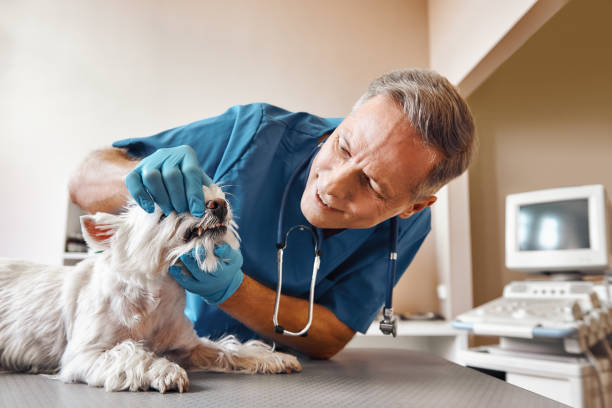 Best Weekend Emergency Dentist in Strasburg, CO